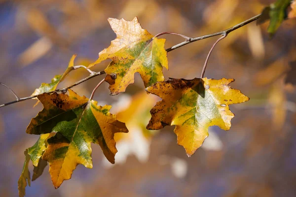 Autumn Landscape Tree Leaves Blurred Background — Stock Photo, Image