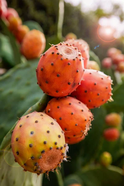 Cactus Fichi India Opuntia Ficus Indica Nota Anche Come Opunzia — Foto Stock