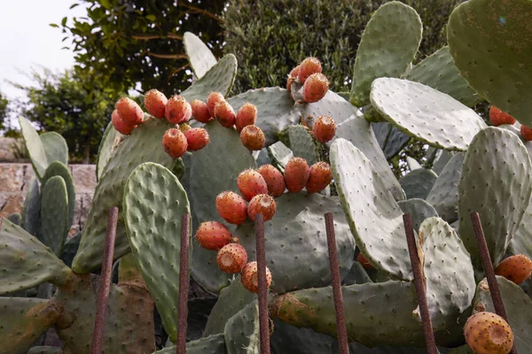 Cactus Pera Espinosa Opuntia Ficus Indica También Conocido Como Opuntia —  Fotos de Stock
