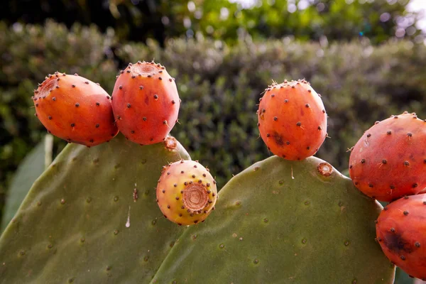 Cactus Pera Espinosa Opuntia Ficus Indica También Conocido Como Opuntia —  Fotos de Stock