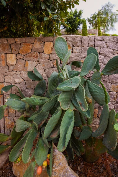 Dikenli armut kaktüsü (Opuntia ficus-indica, ayrıca Hint inciri opuntia, barbar incir, kaktüs armudu, omurgasız kaktüs olarak da bilinir) tatlı portakallı meyve tunası.