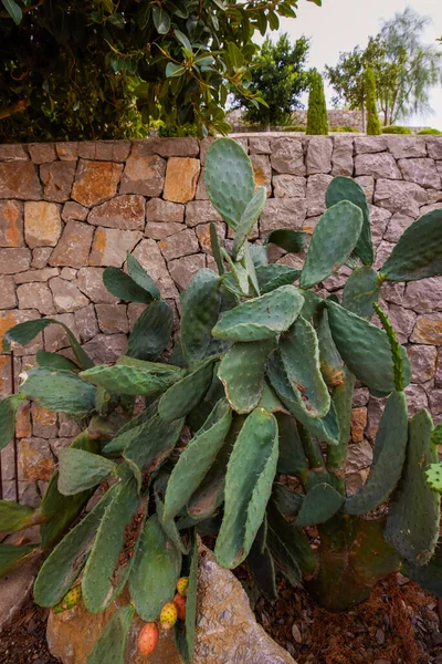 Cactus Fichi India Opuntia Ficus Indica Nota Anche Come Opunzia — Foto Stock