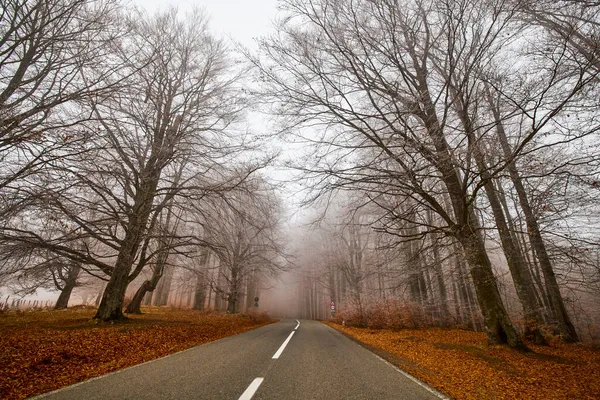 Kasım ayında, sonbaharda sisli bir ormanın içinden geçen yol..