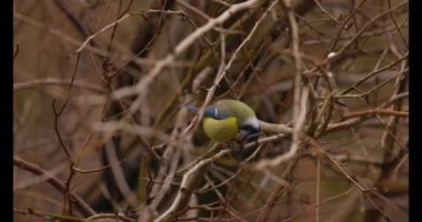 Blue Tit (Parus caeruleus) standing on a twig and eating a grain of corn 