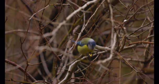 Blue Tit Parus Caeruleus Standing Twig Eating Grain Corn — Stock video