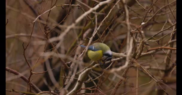 Blue Tit Parus Caeruleus Standing Twig Eating Grain Corn — Stock Video