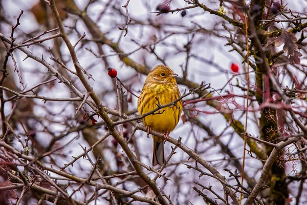 Pássaro Emberiza Citrinella Empoleirado Uma Árvore — Fotografia de Stock