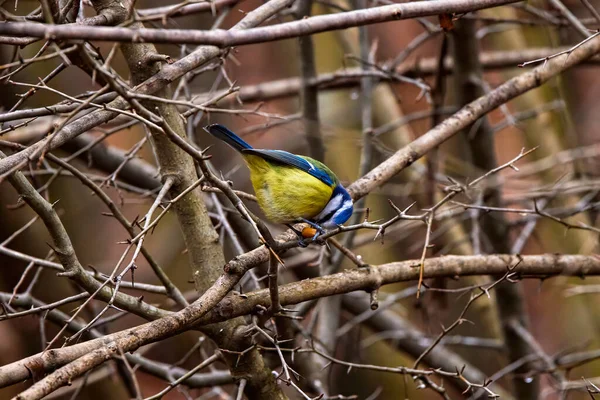 Images Blue Tit Natural Environment Feeding — Stok fotoğraf