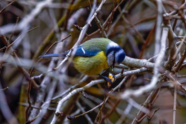 Images Blue Tit Natural Environment Feeding — 스톡 사진