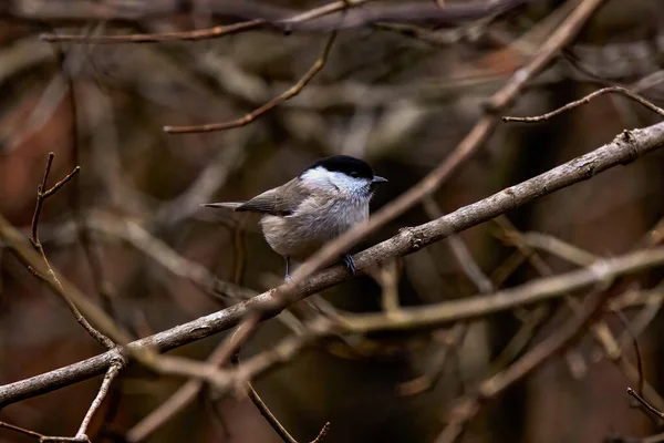 Grey Tit Melaniparus Afer Perched Twig — Zdjęcie stockowe