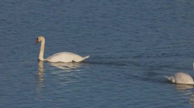 the swan floating on the water of a lake 