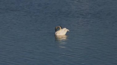 a swan on the lake that cleans itself on a sunny day 