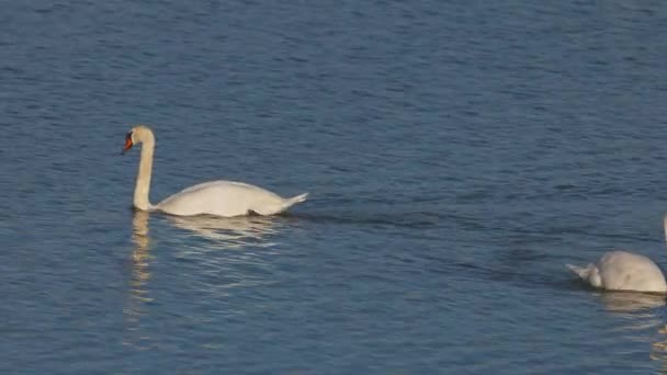 Swan Floating Water Lake — Vídeo de Stock
