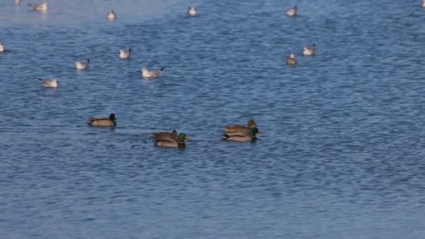 Group Wild Ducks Walk Lake Slow Motion — Stock Video