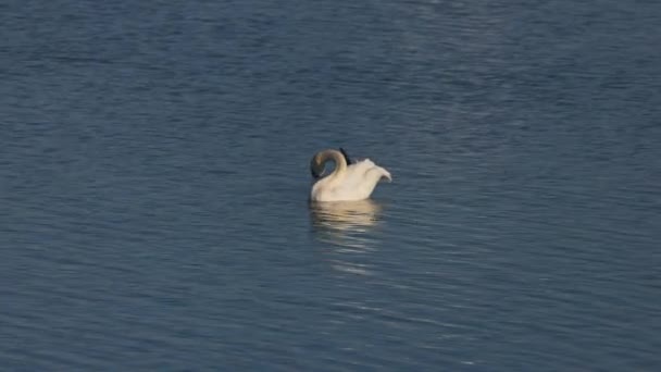 Cygne Sur Lac Qui Nettoie Par Une Journée Ensoleillée — Video