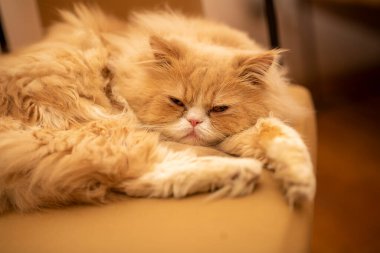 Evdeki portakal rengi İran kedisinin güzel yakın plan portresi.