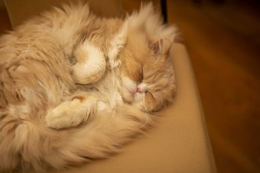 Evdeki portakal rengi İran kedisinin güzel yakın plan portresi.