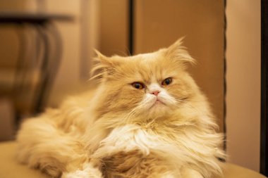 Evdeki portakal rengi İran kedisinin güzel yakın plan portresi.