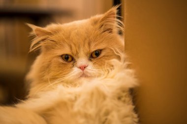 Evdeki portakal rengi İran kedisinin güzel yakın plan portresi.