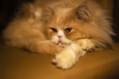 Evdeki portakal rengi İran kedisinin güzel yakın plan portresi.