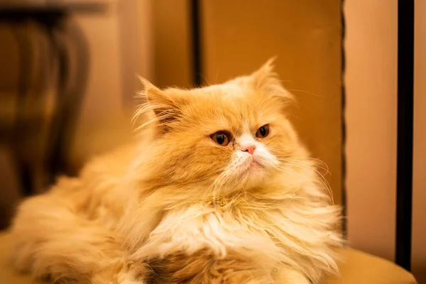 Beautiful Close Portrait Orange Persian Cat Home — Fotografia de Stock
