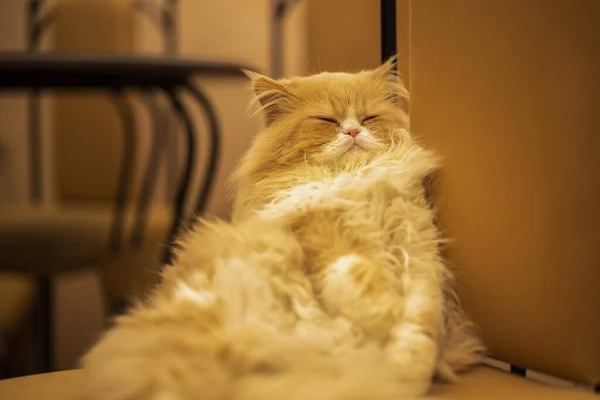 Beautiful Close Portrait Orange Persian Cat Home — Fotografia de Stock