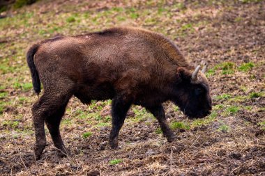 Romanya 'daki bir rezervasyondan Bizon (nesli tükenmekte olan hayvanlar) Karpatyalı bizon.