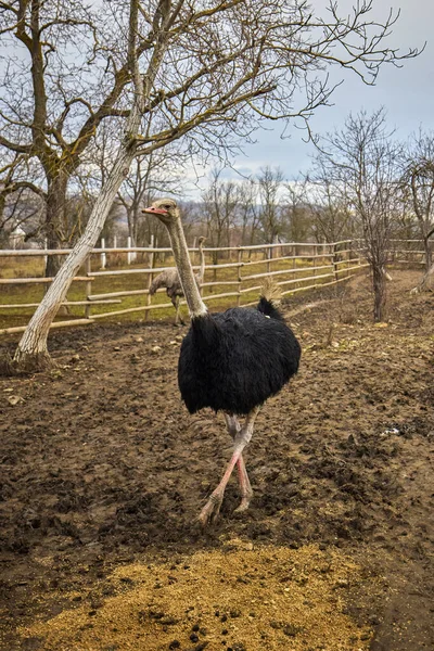 Ostrich Farm Romania — Foto Stock