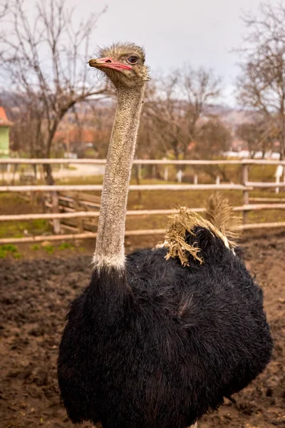 Romanya Bir Çiftlikte Devekuşu — Stok fotoğraf