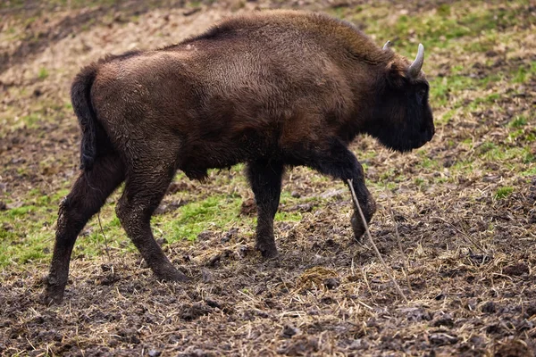 Bison Reservation Romania Endangered Animals Carpathian Bison — стоковое фото
