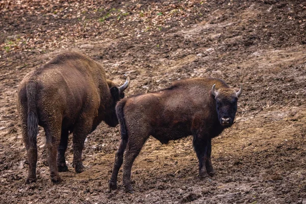 Bison Une Réserve Roumanie Animaux Voie Disparition Bison Des Carpates — Photo