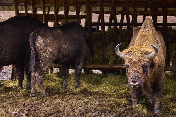 Bison Reservation Romania Endangered Animals Carpathian Bison — Stock Photo, Image