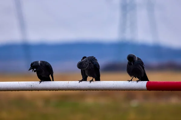 Immagine Con Tre Corvi Una Barra Metallica — Foto Stock