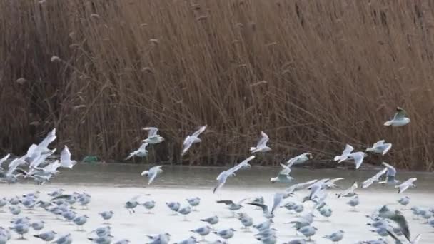 Grupo Gaivotas Voando Rio Câmera Lenta — Vídeo de Stock