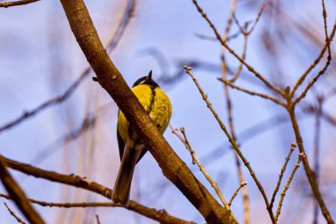 Cute Eurasian blue tit (Cyanistes caeruleus) perched on a branch