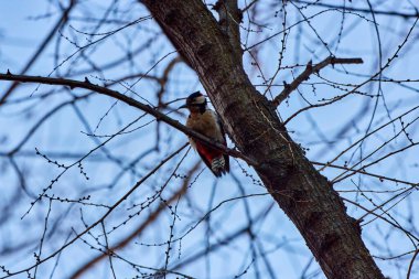 Büyük benekli ağaçkakan ağaç gövdesinde
