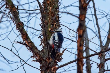 Büyük benekli ağaçkakan ağaç gövdesinde