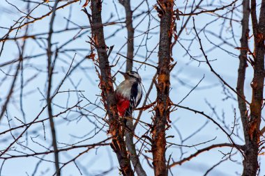 Büyük benekli ağaçkakan ağaç gövdesinde