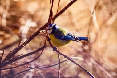 Cute Eurasian blue tit (Cyanistes caeruleus) perched on a branch