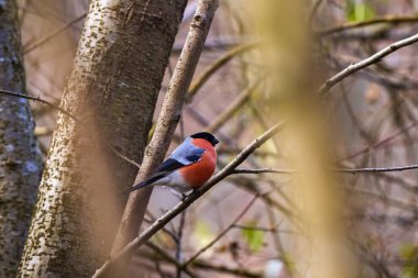 Avrasya (yaygın) boğa ispinozu (Pyrrhula pyrrhula) bir dala oturmuş.