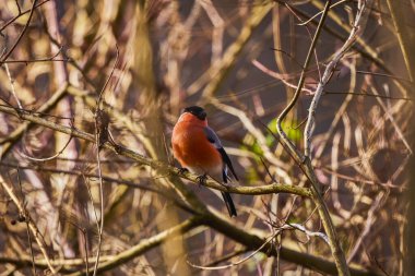 Avrasya (yaygın) boğa ispinozu (Pyrrhula pyrrhula) bir dala oturmuş.