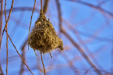 Remiz pendulinus, kışın terk edilmiş yuva.