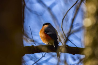 Avrasya (yaygın) boğa ispinozu (Pyrrhula pyrrhula) bir dala oturmuş.
