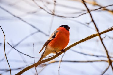 Avrasya (yaygın) boğa ispinozu (Pyrrhula pyrrhula) bir dala oturmuş.