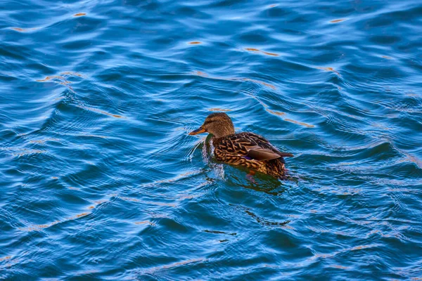 Enten Auf Einem Fluss Einem Sonnigen Tag — Stockfoto