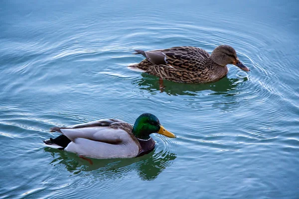 Eenden Een Rivier Een Zonnige Dag — Stockfoto