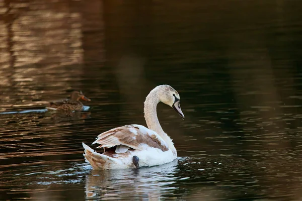 Schwäne Auf Einem Fluss Einem Sonnigen Tag — Stockfoto