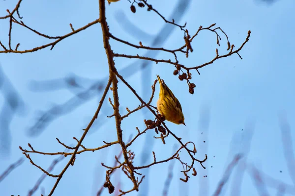 Cute Eurasian Blue Tit Cyanistes Caeruleus Perched Branch — Fotografia de Stock