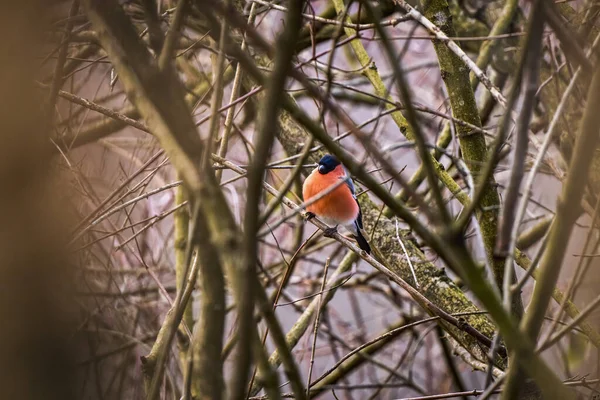 나뭇가지에 유라시아 불핀치 — 스톡 사진