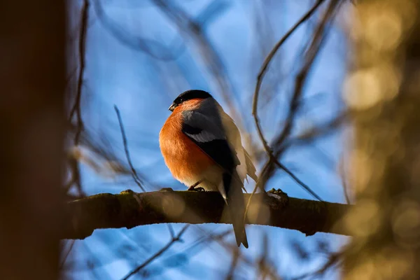 Eurasian Common Bullfinch Pyrrhula Pyrrhula Sedí Větvi — Stock fotografie